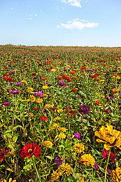 《塞尔达传说》时间线更新 开放世界系列或将独立